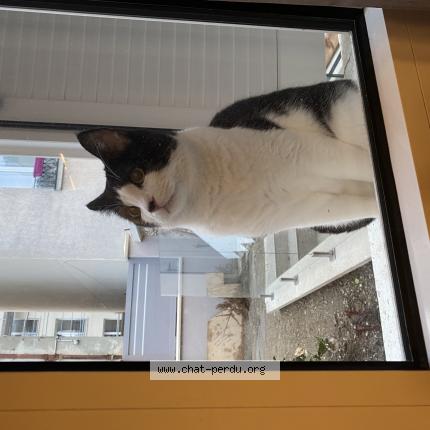 Photo 1/1 Chat retrouvé Trouvé à Saint Mande