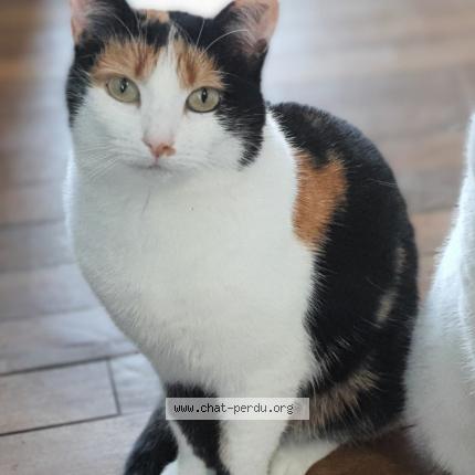 Photo de chat perdu à Valuejols