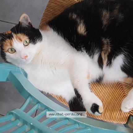Photo 2/2 Chat retrouvé Perdu à Valuejols