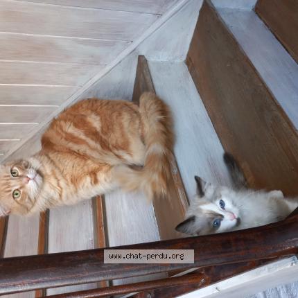 Photo de chat perdu à La Crau