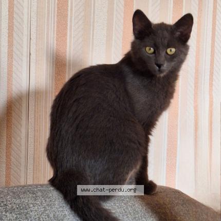 Photo de chat perdu à La Rochette