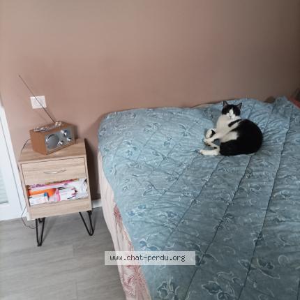 Photo 1/1 Maxou Chat perdu à Eckbolsheim