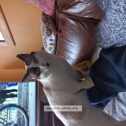 Photo de chat perdu à La Crau