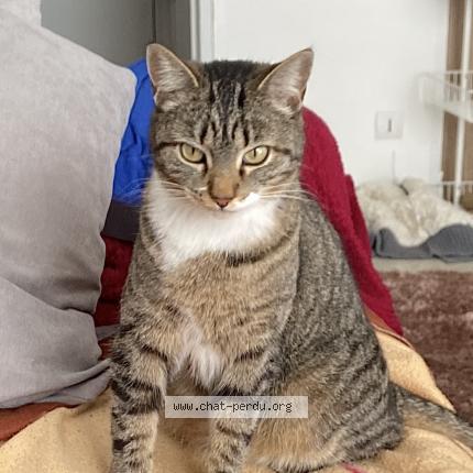 Photo 1/1 Chat retrouvé Perdu à Montpellier