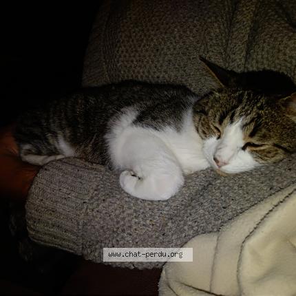 Photo 1/1 Chat retrouvé Perdu à Segre