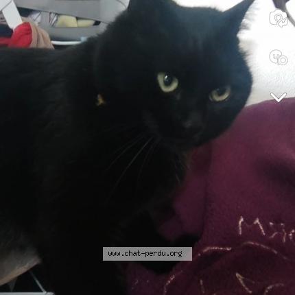 Photo 1/1 Chat retrouvé Perdu à Libourne