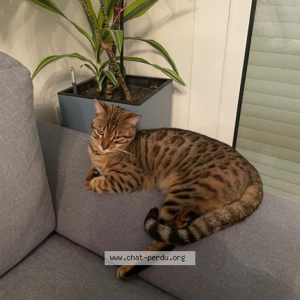 Photo 1/1 RUIXAT Chat perdu à Salses le chateau