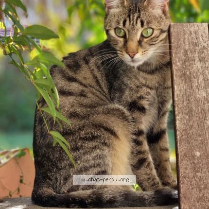 Photo de chat perdu à 38760 St Paul De Varces
