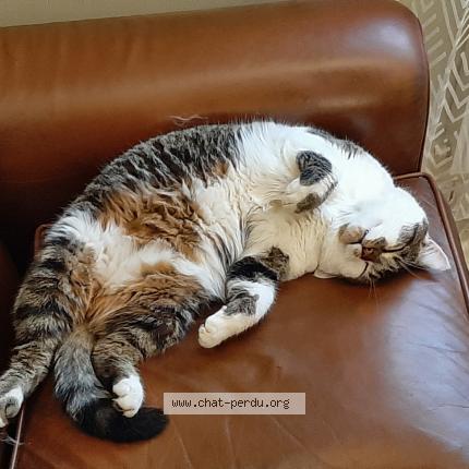 Photo 1/1 Starck Chat perdu à Chavagnes en paillers