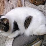 Photo de chat perdu à Treffort