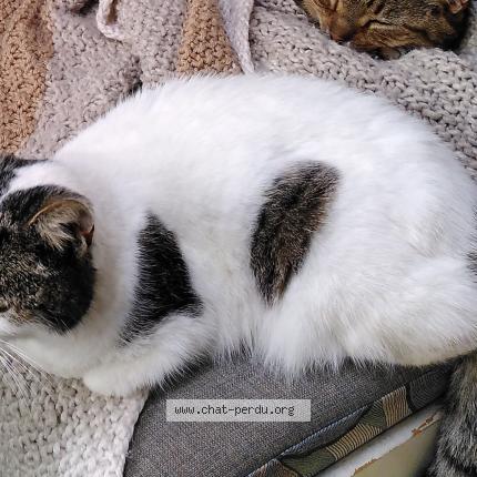 Photo 1/1 Chat retrouvé Perdu à Treffort