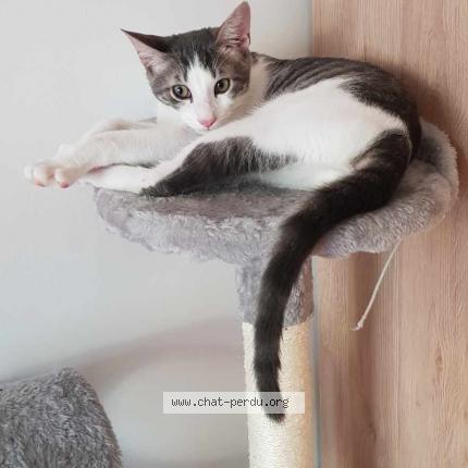 Photo de chat perdu à Montreuil