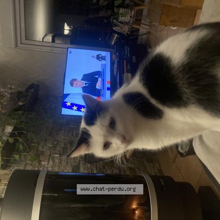 Photo 1/1 Chat retrouvé Perdu à Volstroff