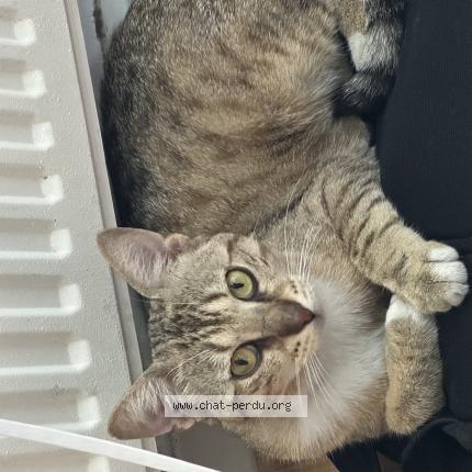 Photo 1/1 Chat retrouvé Perdu à Melun