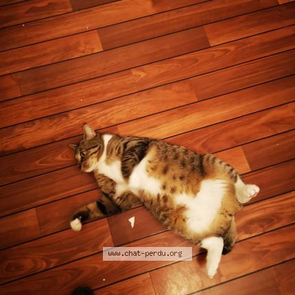 Photo de chat perdu à Begles