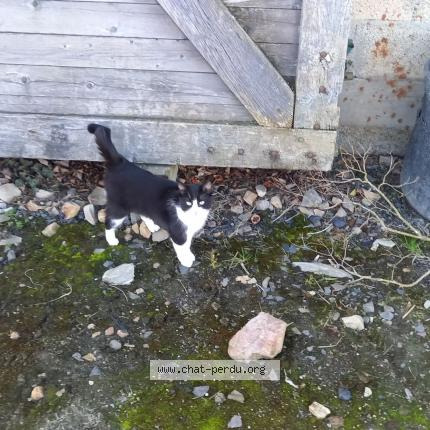 Photo 1/1 Chat retrouvé Trouvé à Le Beny Bocage