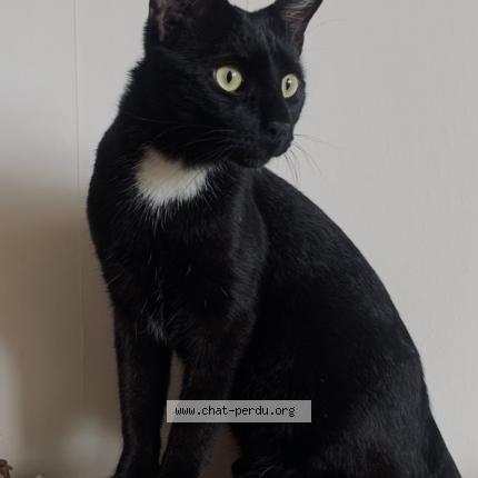Photo de chat perdu à Herouville Saint Clair