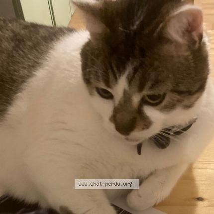 Photo de chat perdu à Nantes