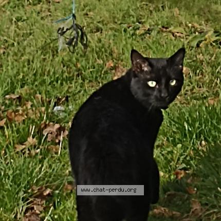 Photo de chat perdu à Iteuil