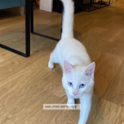 Photo de chat perdu à Arras