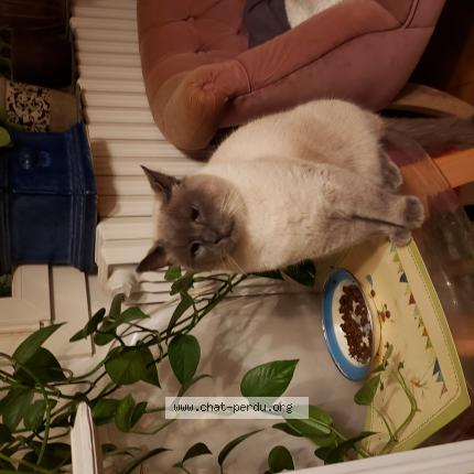 Photo 1/1 Chat retrouvé Perdu à Saint mathurin sur loire