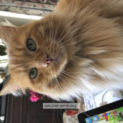 Photo de chat perdu à Bambiderstroff