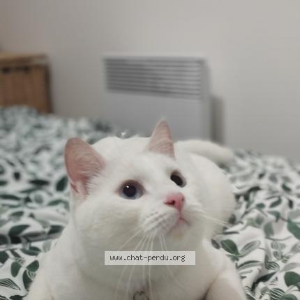 Photo de chat perdu à Lorient