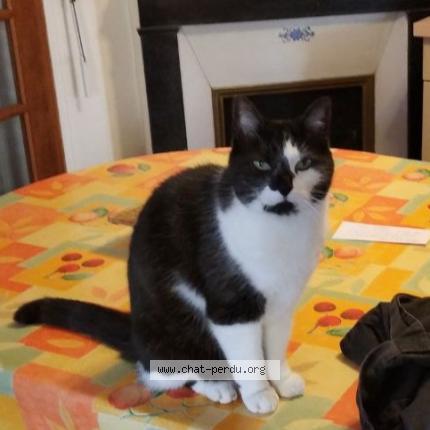 Photo 1/1 Tweety Chat perdu à Saint maur des fosses