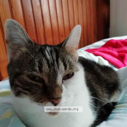 Photo de chat perdu à Vervins