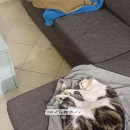 Photo de chat perdu à Gieres