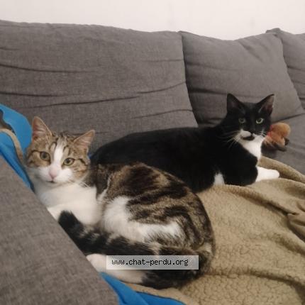 Photo 2/2 Chat retrouvé Perdu à Gieres