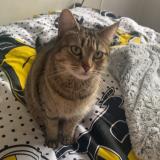 Photo de chat perdu à Villeparisis