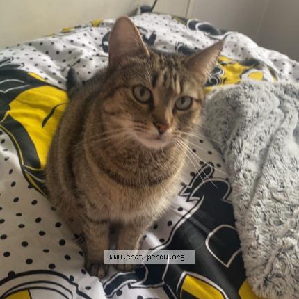 Photo 1/1 Chat retrouvé Perdu à Villeparisis