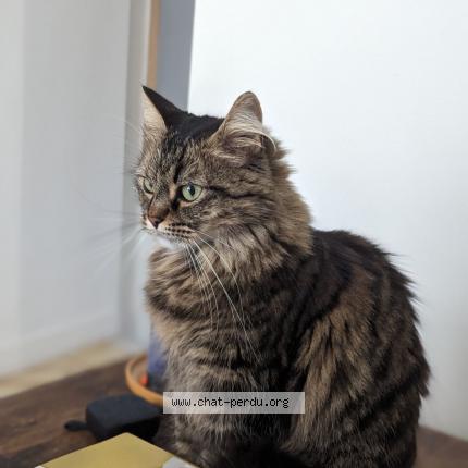 Photo de chat perdu à Nantes