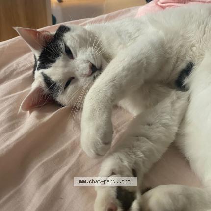 Photo 1/1 Spirit Chat perdu à Saint bonnet de chavagne