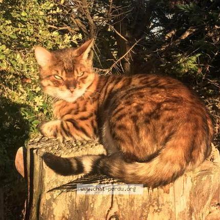 Photo 1/1 KARMA Chat perdu à Jouques