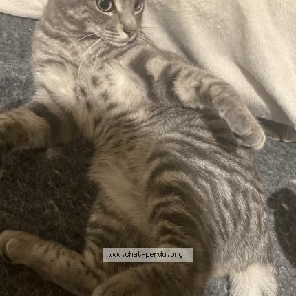 Photo 1/2 Silver Chat perdu à Bayonne