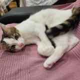 Photo de chat perdu à Cessy