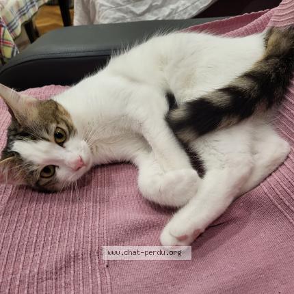 Photo 1/1 Chat retrouvé Perdu à Cessy