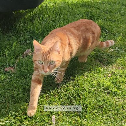 Photo de chat perdu à Landes Le Gaulois