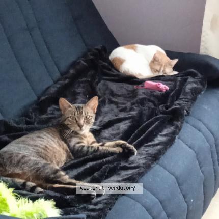 Photo 1/1 Chat retrouvé Perdu à Saint Brieuc