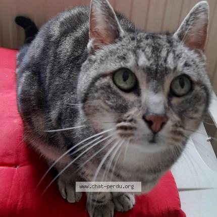 Photo 1/1 Chat retrouvé Perdu à Montelimar