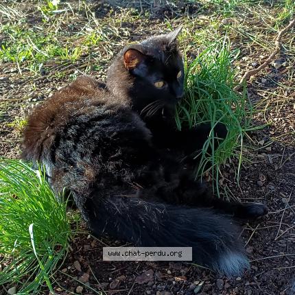 Photo de chat perdu à Perigny