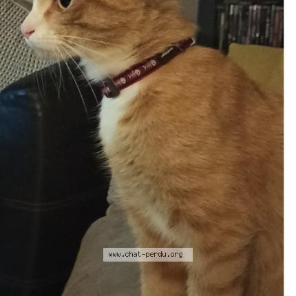 Photo de chat perdu à St Andre De Cubzac