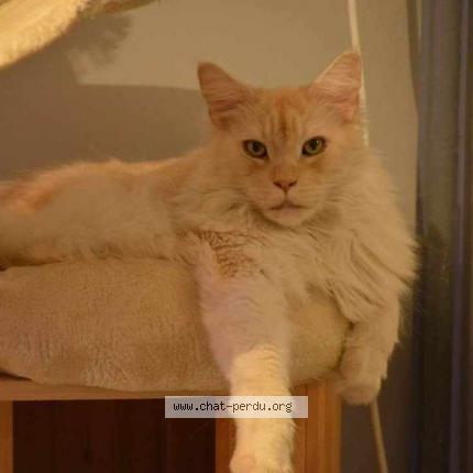 Photo 1/1 Chat retrouvé Perdu à Chenevieres