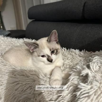 Photo de chat perdu à Anglet