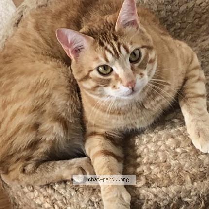 Photo 1/1 Chat retrouvé Perdu à Guyancourt