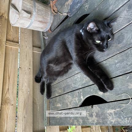 Photo de chat perdu à Ivry Sur Seine