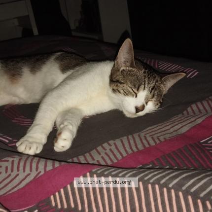 Photo 1/1 Chat retrouvé Trouvé à Cergy
