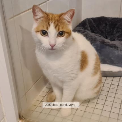 Photo 1/1 Chat retrouvé Trouvé à Nantes